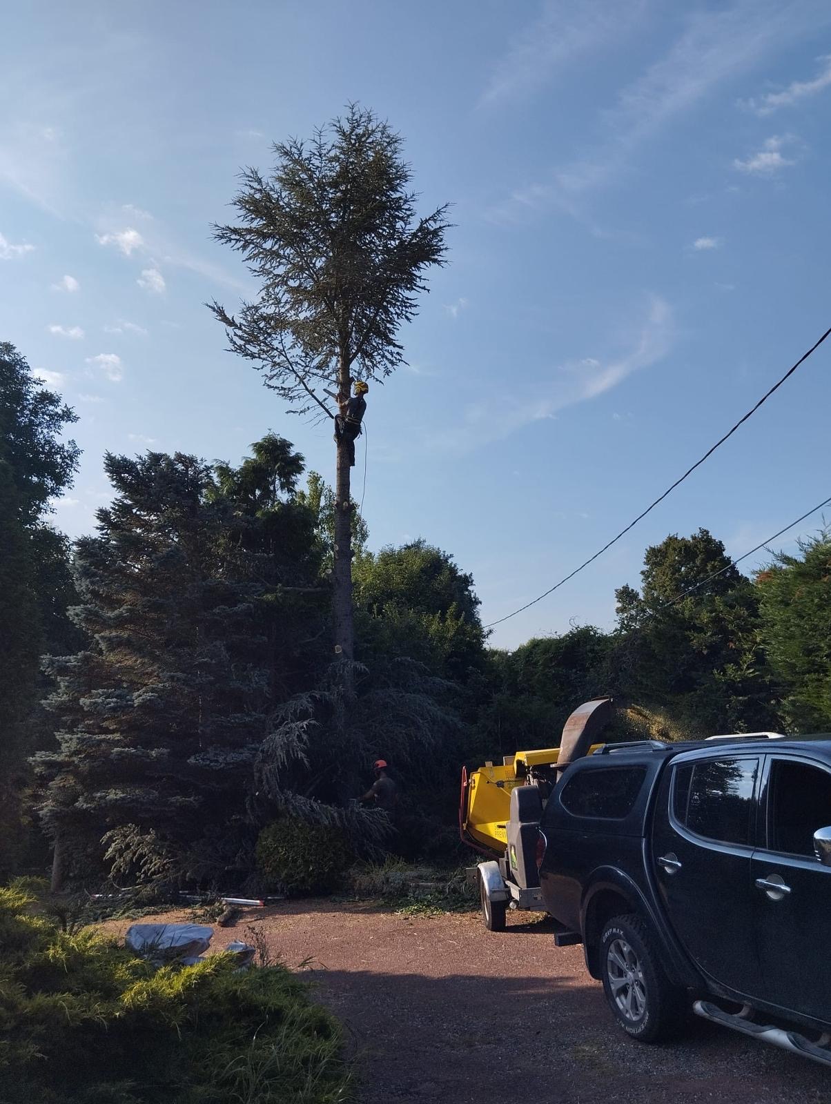 Élagage acrobatique d'un grand cèdre en Isère